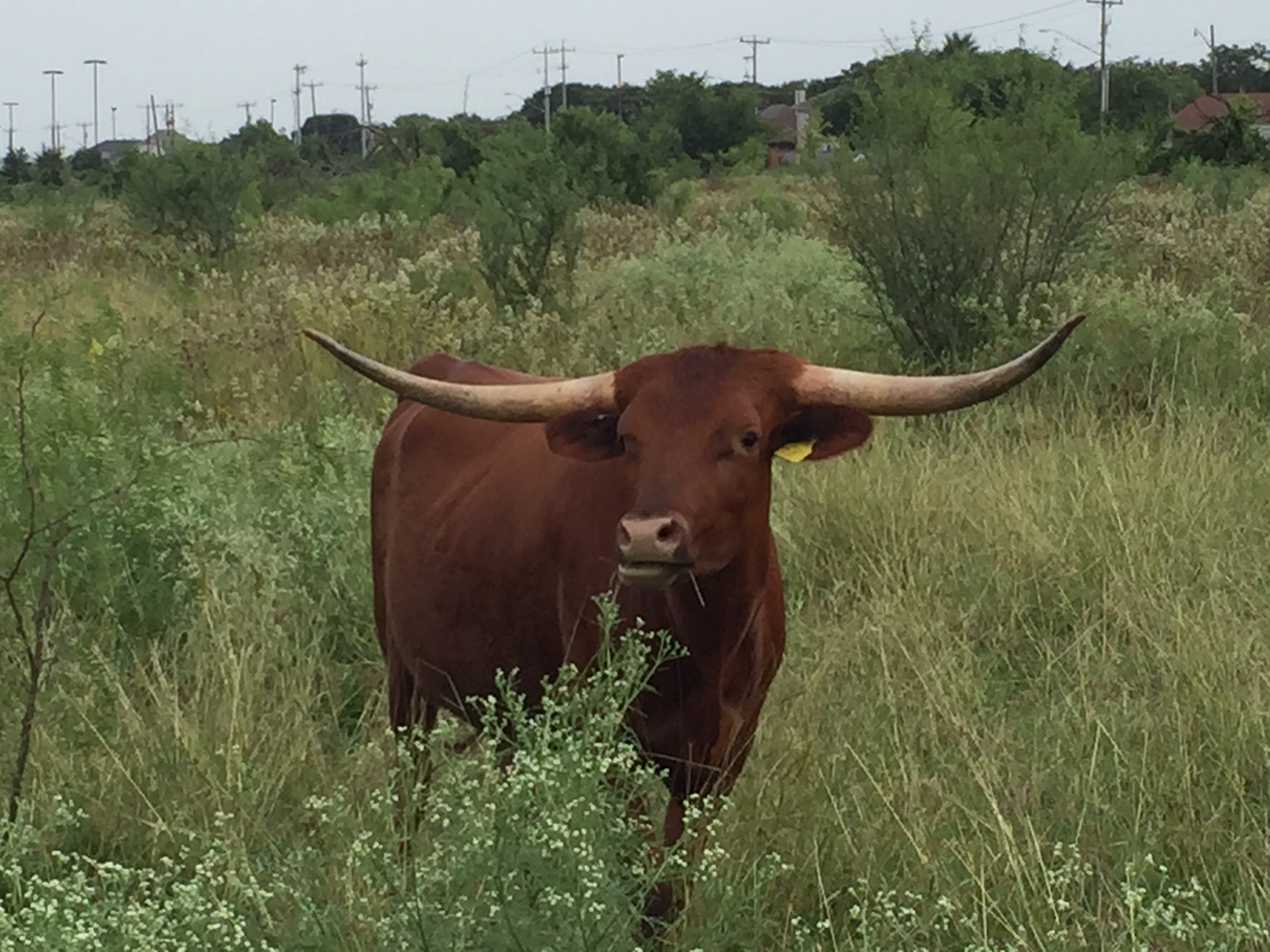 photogallery/img/longhorns/BEME CAYENNE CHEX.jpg